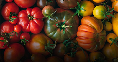 Jungpflanzen Tomaten