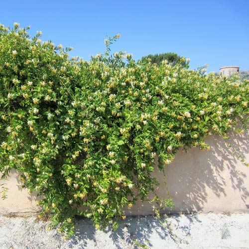 Das Geiblatt (Lonicera) mit bunten Blten an einer Mauer im Garten
