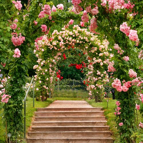 romantische Kletterrosen an mehreren Rosenbgen im Garten
