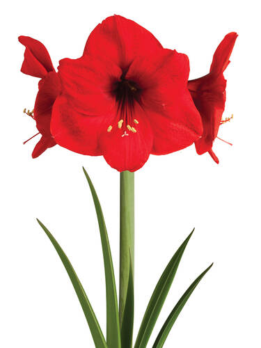 Gewachste Amaryllis Touch of Wax Swirl Red Bild 2