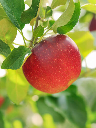 | | Rote Apfelbäume Sternrenette Apfel Obstgehölze