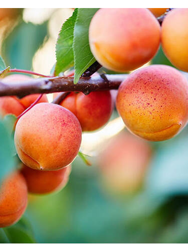 Aprikose Aprikosenbaum Lisa kaufen »