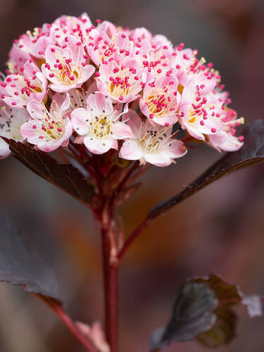 Blasenspiere Sweet Cherry Tea