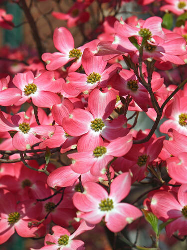 Blumen-Hartriegel Red Pygmy