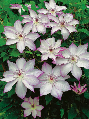 Clematis Omoshiro