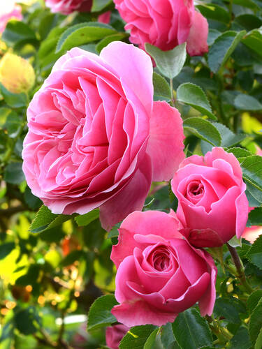 Edelrosa Rosa