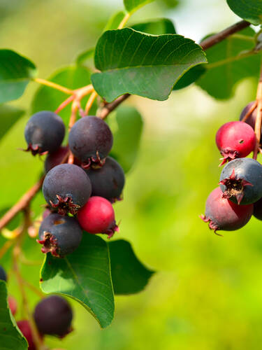 Erlenblttrige Felsenbirne Greatberry Aroma