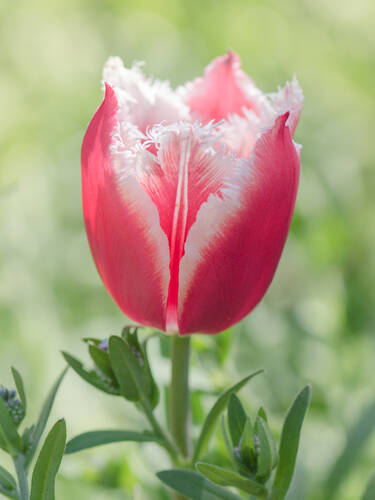 Gefranste Tulpe Bell Song