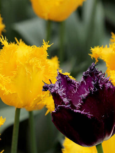 Gefranster Tulpenmix Black & Yellow