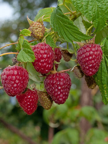 Herbsthimbeere Primeberry Autumn Happy