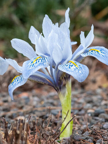 Iris Katharine Hodgkin