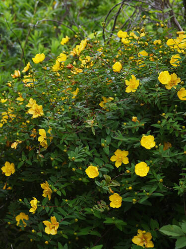 Ziergehlze - Johanniskraut Hidcote