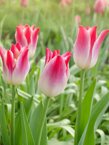 Lilienbltige Tulpe Whispering Dream