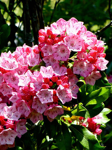 Ziergehlze - Lorbeerrose Little Linda