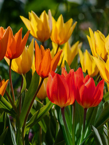 Mehrbltige Tulpen Praestans Mix