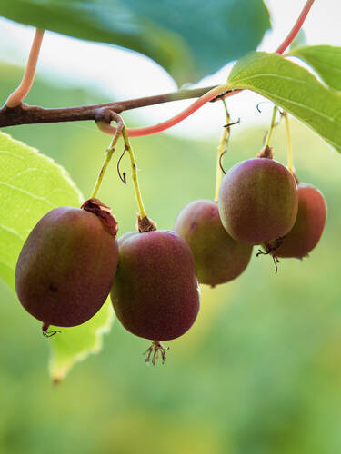 Minikiwi Kiwi Obstgehölze Jumbo® Red Berry® | Verschiedene