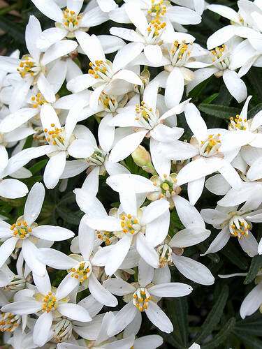 Ziergehlze - Orangenblume White Dazzler