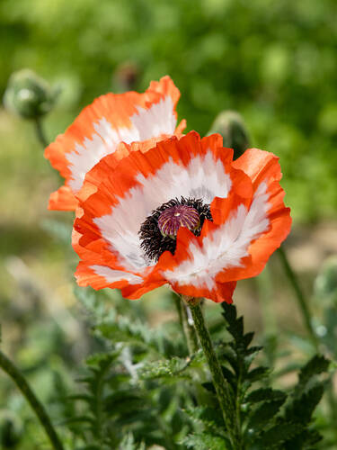 Orientalischer Mohn Picotee