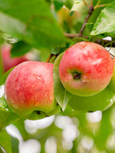 Apfelbaum - Sulenapfel Arbat Bild 2