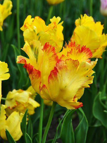 Papagei-Tulpe Texas Gold