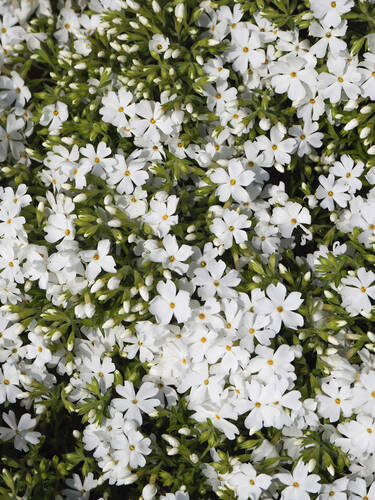 Steingartenpflanzen - Polsterphlox Fabulous White