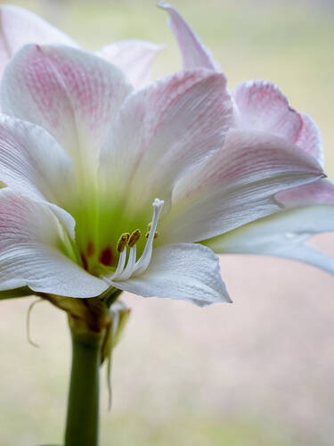 Ritterstern Apple Blossom