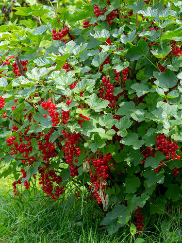 Rote Johannisbeere Rovada (Busch)