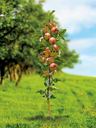 Apfelbäume James | Super Obstgehölze Grieve | Säulenapfel Compact®