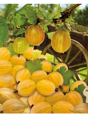 Stachelbeere Hinnonmäki, gelb (Stamm) | | Stachelbeeren Obstgehölze