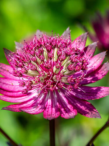 Sterndolde Pink Joyce