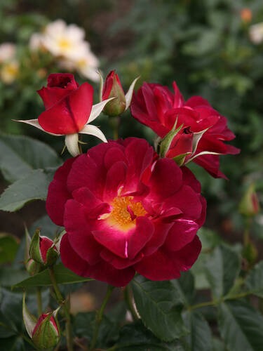 Strauchrose Ile de Fleurs