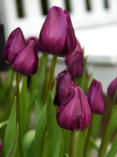 Triumph Tulpe Deep Purple Rock