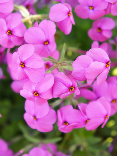 Wander-Phlox Homes Fires