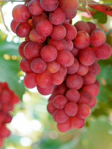 Gartenversandhaus | kaufen Weinrebe Weinreben Red Suffolk »