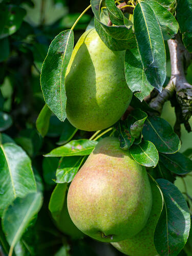 Birnbaum - Zwerg-Birne Helenchen