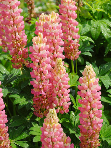 Zwerg-Lupine Camelot Rose