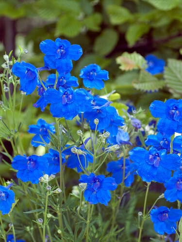 Zwerg-Rittersporn Blauer Zwerg