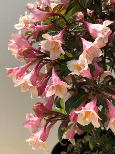 Ziergehlze - Zwerg-Weigelia Vintage Love