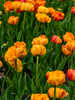 Gefllte Tulpe Sunlover