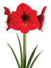 Gewachste Amaryllis Touch of Wax Swirl Red