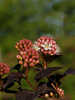 Blasenspiere Sweet Cherry Tea