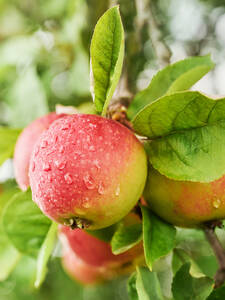 Apfelbaum - Apfel Carola