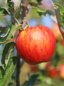 Apfelbaum - Apfel Jonagored