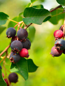 Obstgehlze - Erlenblttrige Felsenbirne Greatberry Aroma