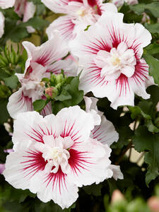 Hibiskus Ziergeholze Gartenversandhaus De