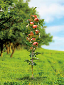 Apfelbaum - Sulenapfel Arbat
