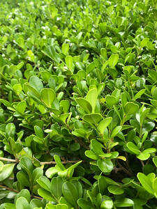 Heckenpflanzen - Stechpalme Dark Green